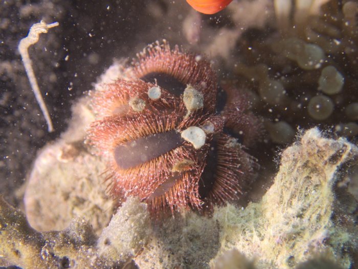 Mespilia globulus