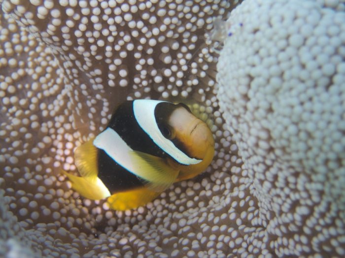 Amphiprion clarkii