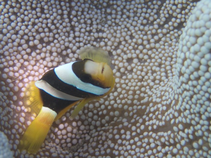 Amphiprion clarkii