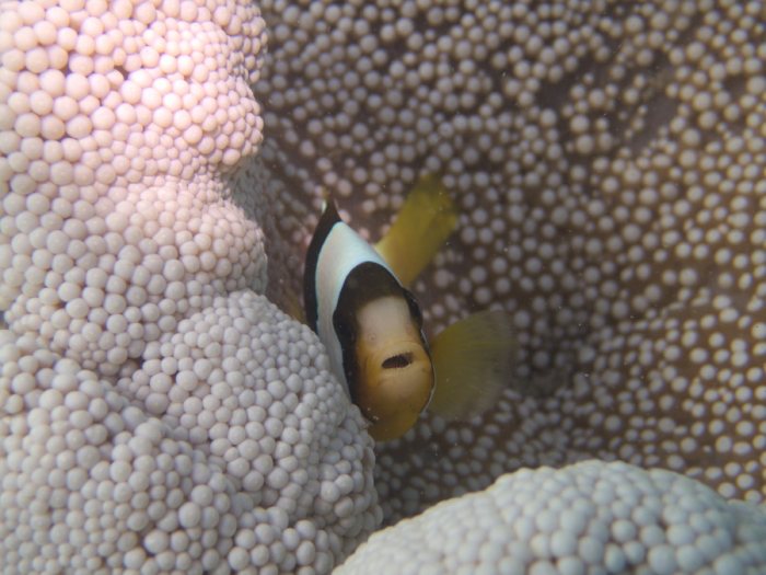Amphiprion clarkii