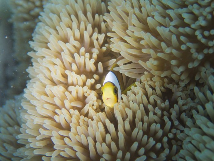 Amphiprion clarkii