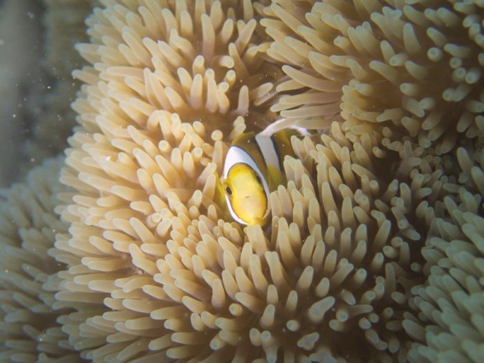 Amphiprion clarkii
