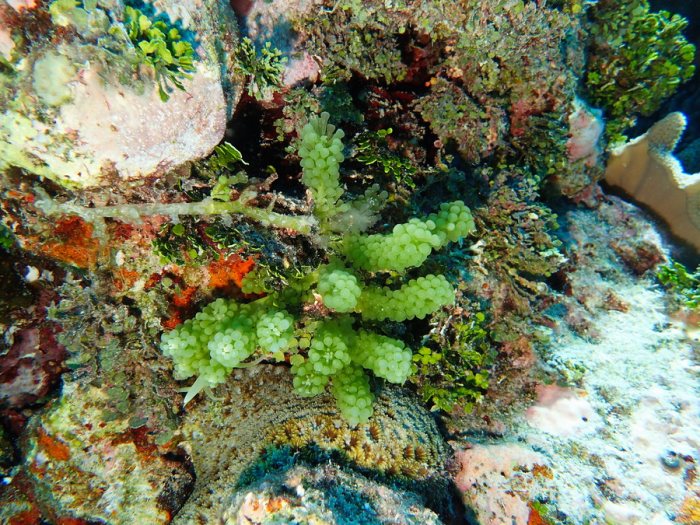 Caulerpa racemosa var. chemitza
