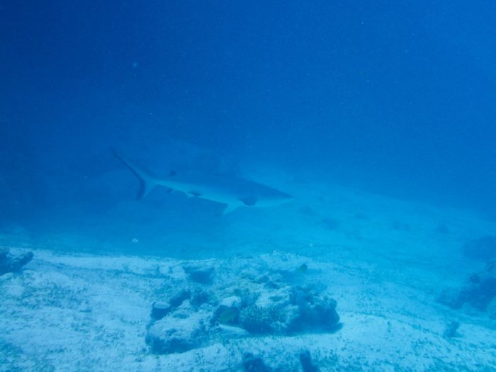 Carcharhinus amblyrhynchos