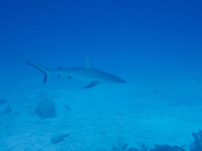Carcharhinus amblyrhynchos