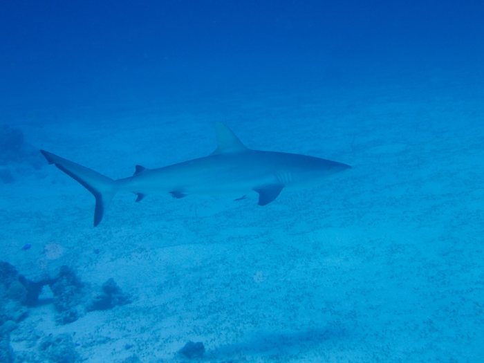 Carcharhinus amblyrhynchos