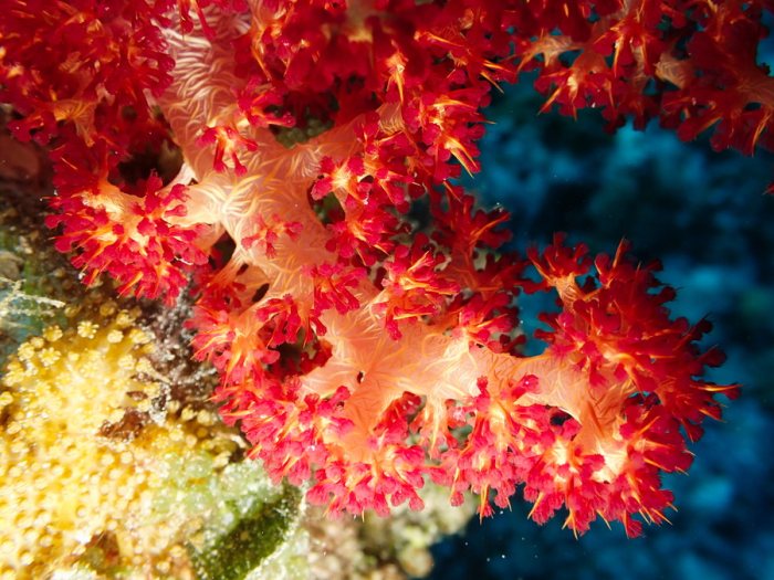 Dendronephthya sp.