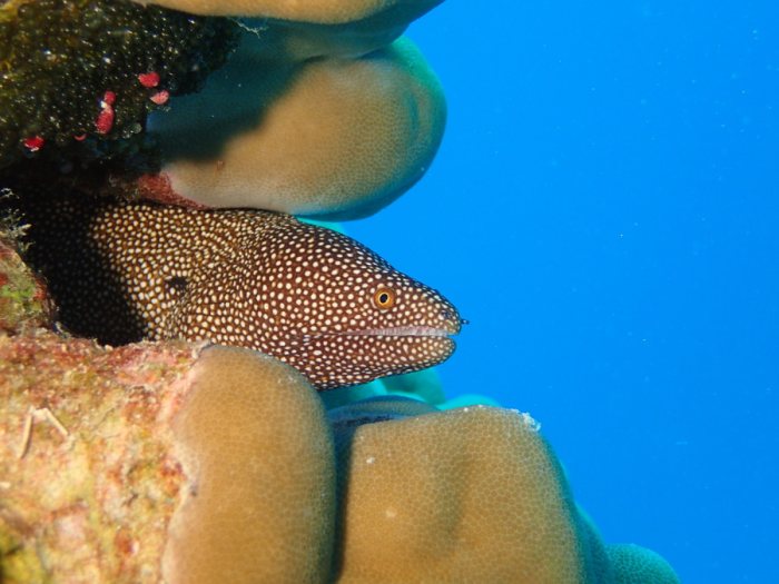 Gymnothorax meleagris