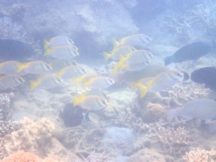Siganus doliatus