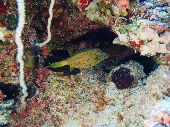 Ostracion cubicus