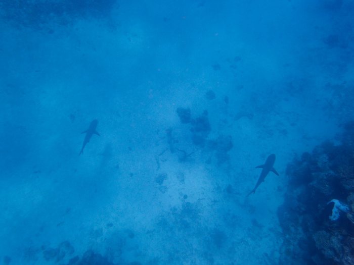 Carcharhinus amblyrhynchos