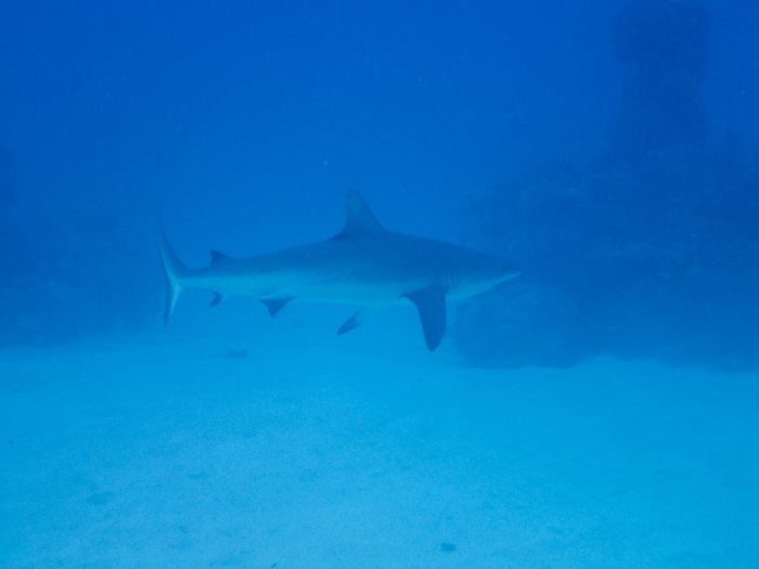 Carcharhinus amblyrhynchos