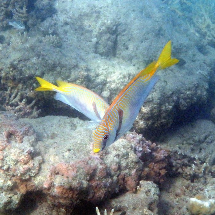 Siganus doliatus
