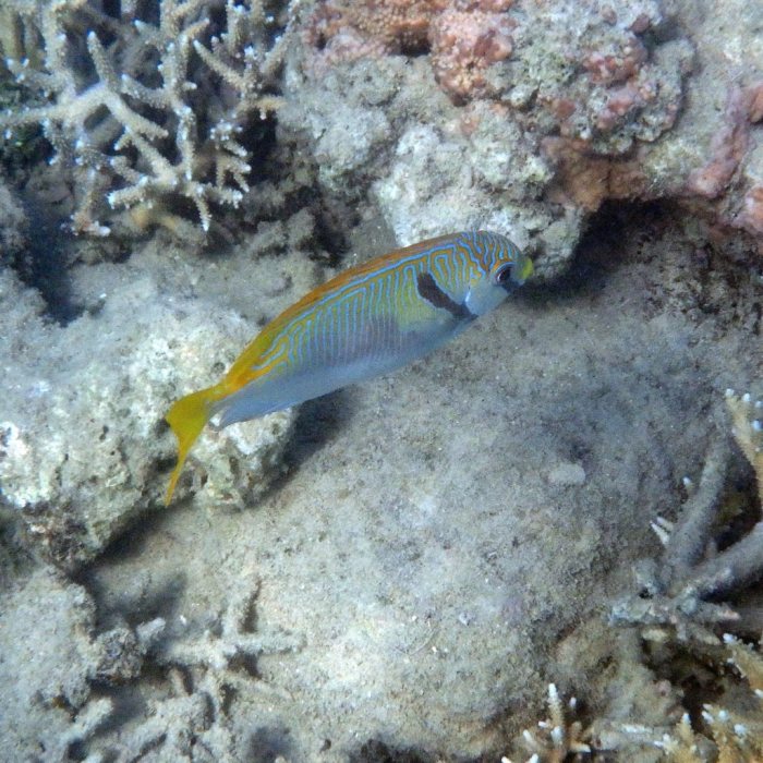 Siganus doliatus