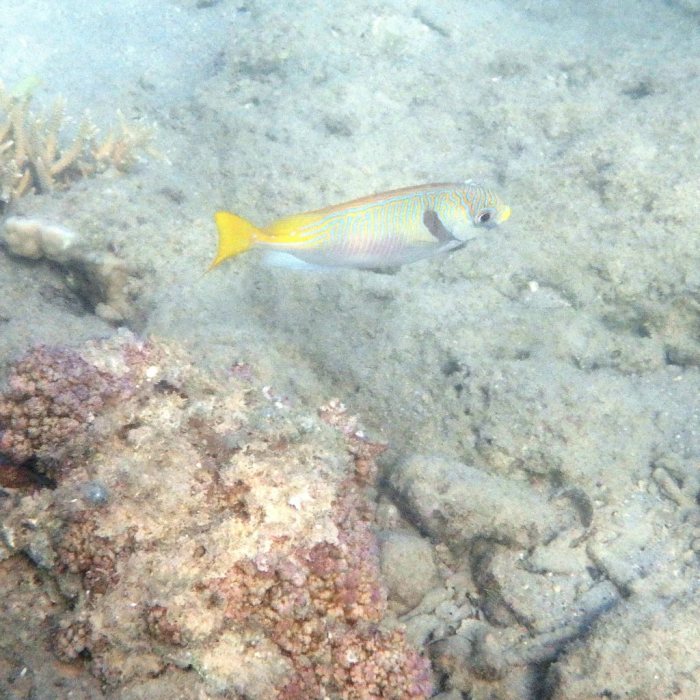 Siganus doliatus
