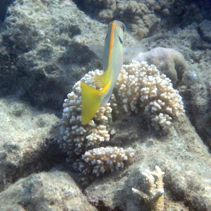 Siganus doliatus