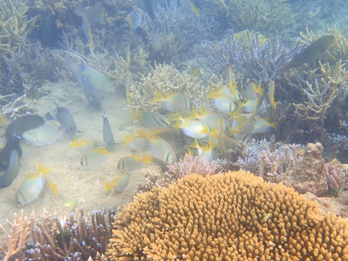 Siganus doliatus