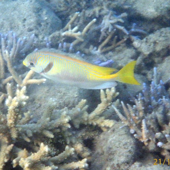 Siganus doliatus