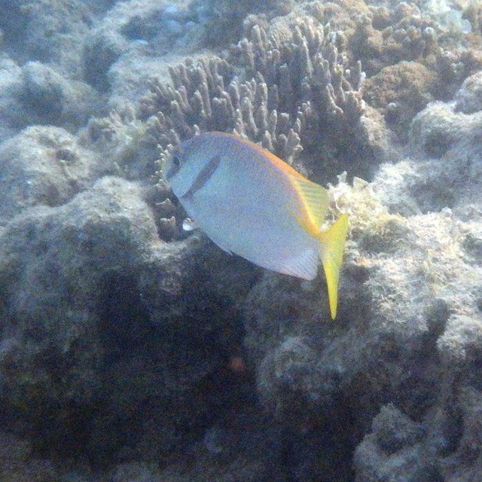 Siganus doliatus