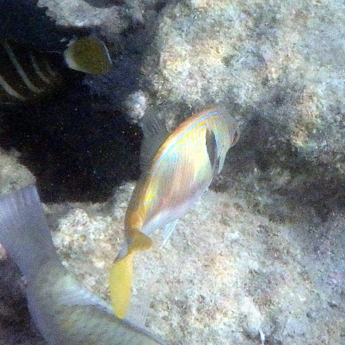 Siganus doliatus