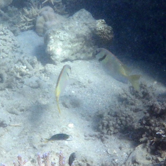 Siganus doliatus