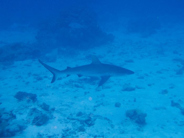 Carcharhinus amblyrhynchos