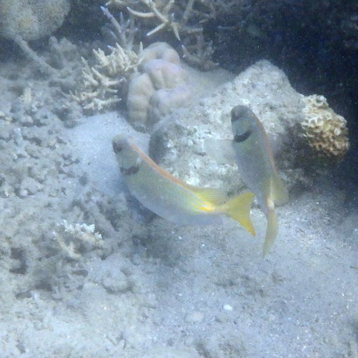 Siganus doliatus