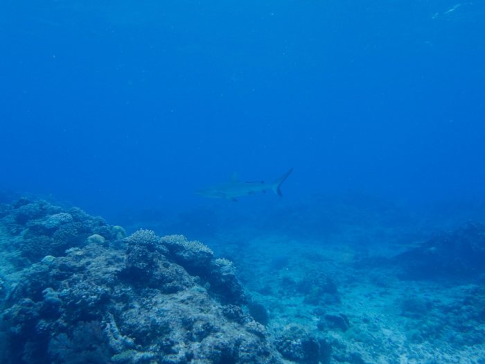 Carcharhinus amblyrhynchos