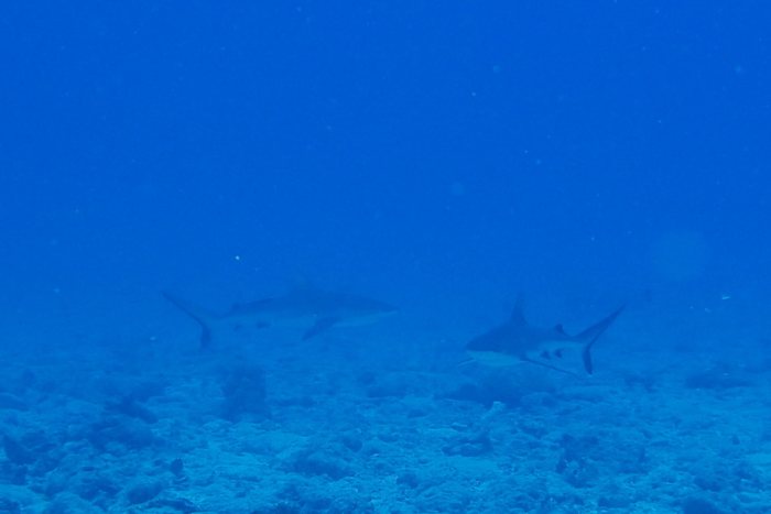 Carcharhinus amblyrhynchos