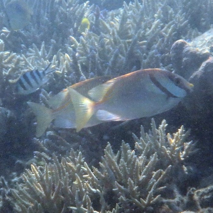 Siganus doliatus
