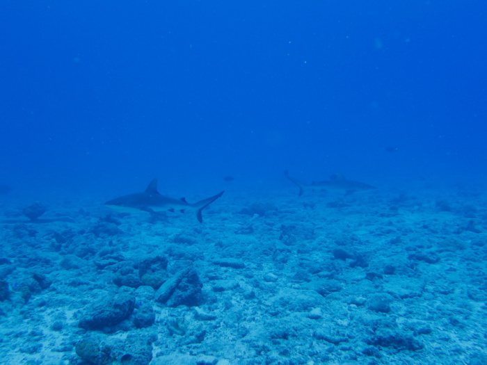 Carcharhinus amblyrhynchos