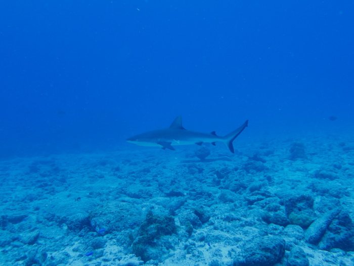 Carcharhinus amblyrhynchos
