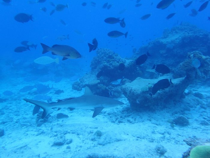 Carcharhinus amblyrhynchos