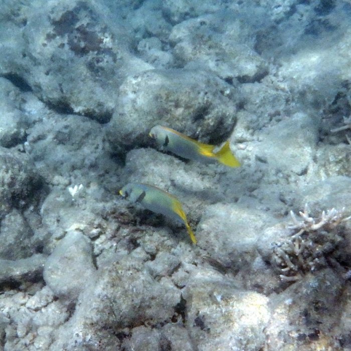 Siganus doliatus