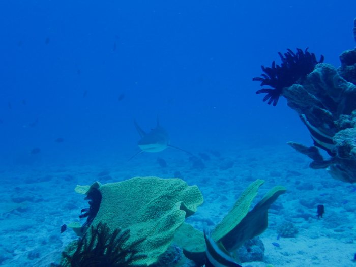 Carcharhinus amblyrhynchos