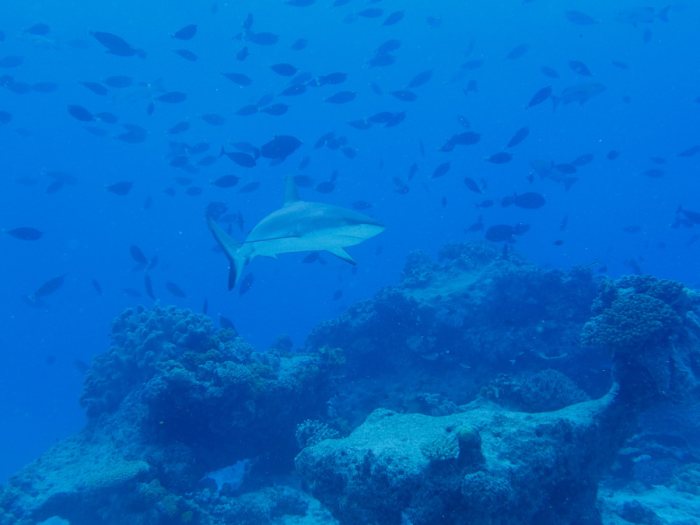 Carcharhinus amblyrhynchos