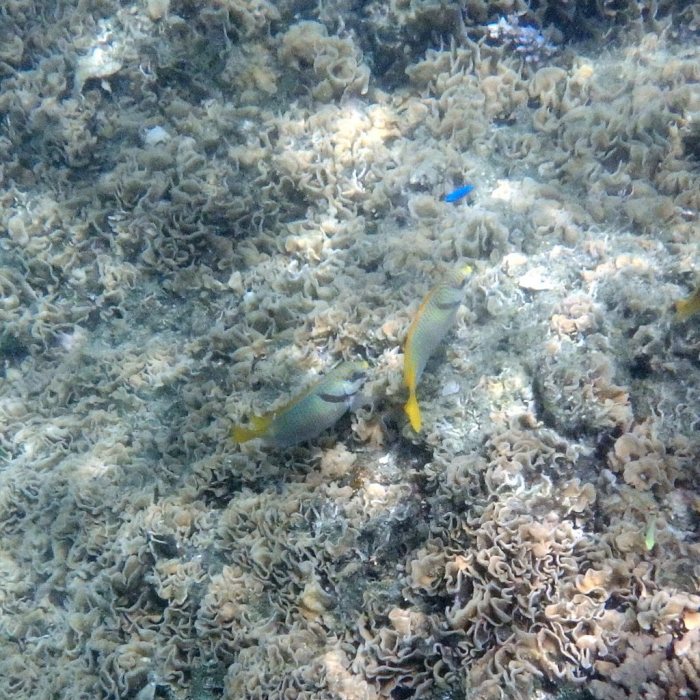 Siganus doliatus