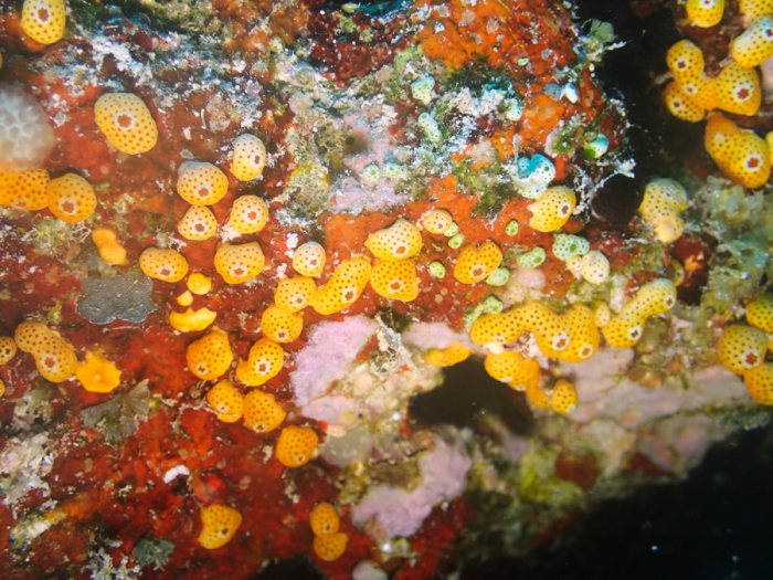 Didemnum sp.