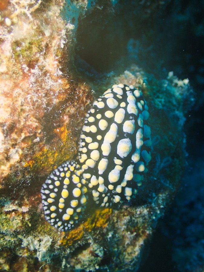Phyllidia coelestis