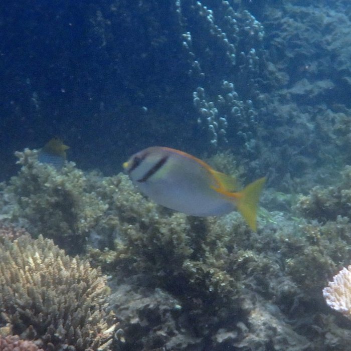 Siganus doliatus