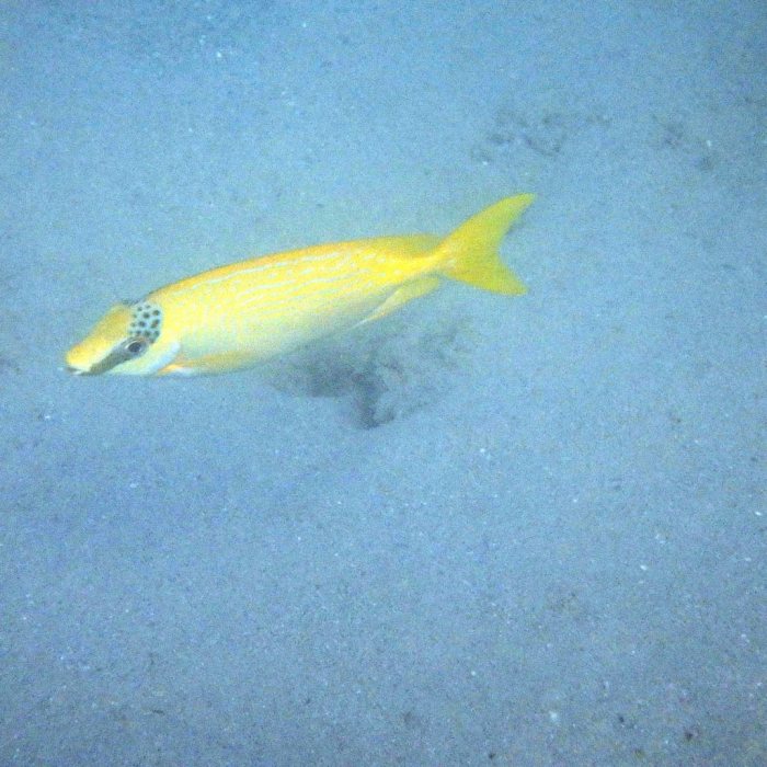 Siganus puellus
