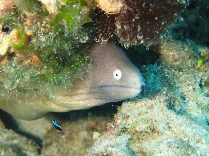 Gymnothorax thyrsoideus