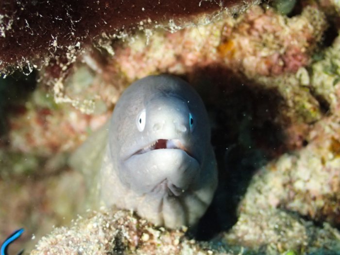 Gymnothorax thyrsoideus