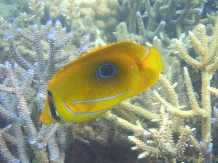 Chaetodon bennetti