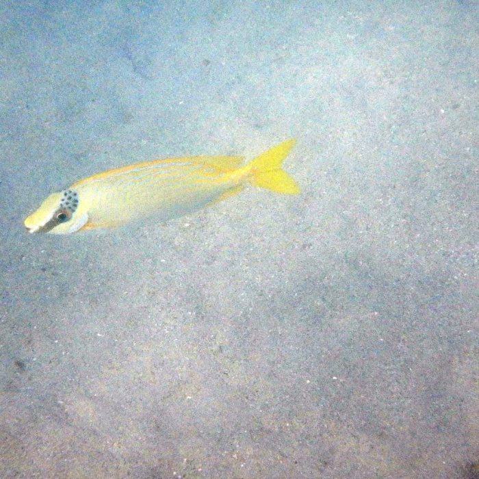 Siganus puellus