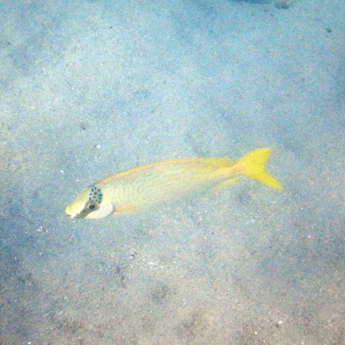 Siganus puellus