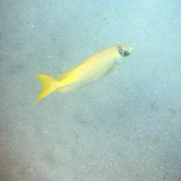 Siganus puellus