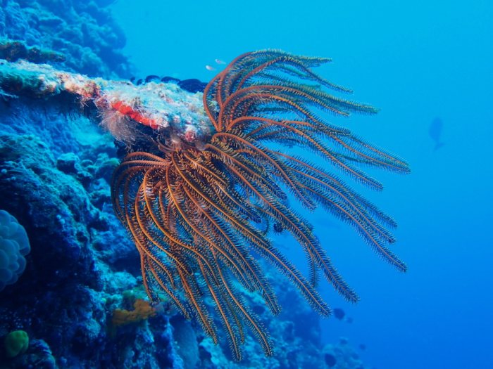 Anneissia (Oxycomanthus) bennetti