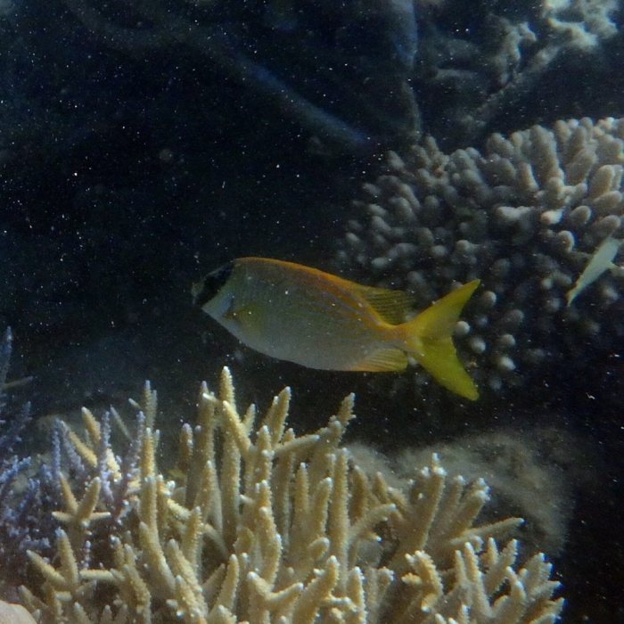 Siganus puellus