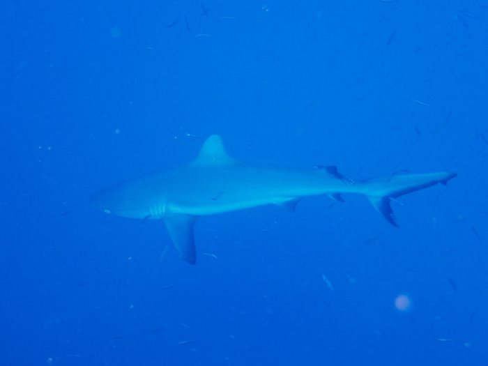 Carcharhinus amblyrhynchos